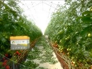 Greenhouse-grown tomatoes experience 25% increase in yield with help from BioBee's natural bumblebee pollination