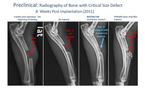 Preclinical: Radiography of Bone with Critical Size Defect 8 Weeks Post Implantation (2011)