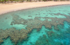 Red Sea Corals To Treat Skin Cancer