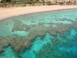 Red Sea Corals To Treat Skin Cancer