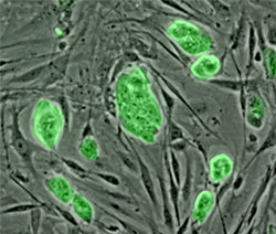 Mouse embryonic stem cells with fluorescent marker
