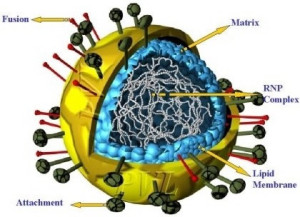 Our new ally - The NDV-HUJ virus