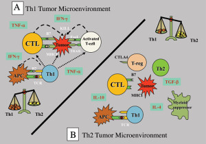 Panel A: Immune-mediated tumour killing requires a Th1 microenvironment. In the presence of Th1 cytokines, tumours upregulate MHC I and co-stimulatory molecules necessary for cytolytic T-cells (CTL) to recognise and kill the tumours. In addition, the inflammatory Th1 environment can non-specifically activate T-cells to kill tumours through FasL and TRAIL effector molecules. Panel B: Tumours condition the microenvironment to have a dominant Th2-bias as a strategy to escape immunemediated attack. In the presence of Th2 cytokines, tumours down-regulate MHC and co-stimulatory molecules, attract suppressor cells such as Treg and myeloid suppressors which suppress killer cell function. The Th2 environment down-regulates co-stimulatory molecules on APC which serves to anergise any Th1 cells that may infiltrate the tumour, whether as a natural immune response or through tumour vaccination strategies. Therefore, strategies to boost Th1 immunity alone are not sufficient to mediate anti-tumour immunity. Sustained Th1 cytokine production is required in the tumour microenvironment.