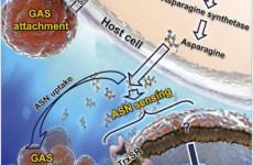 Flesh-eating disease: Hebrew U. scientists reveal initial steps leading to development of necrotizing fasciitis