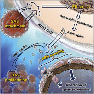 Graphical abstract illustrating newly-discovered mechanism