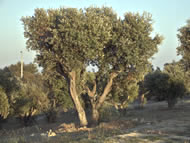 Tu B’Shevat
