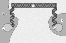 Tiny DNA based transistors
