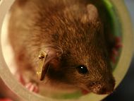 Breakthrough Research in Alzheimer’s