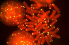 Greater success in bone marrow transplants