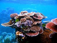 Growing new bone from corals raised in the Israeli desert