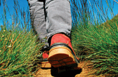 Physical Activity: Walking