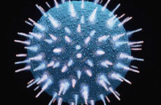 Strengthen immune system against HIV