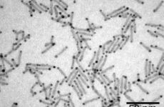 Gold-tipped ‘nano-dumbells’