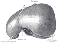 New-found molecules may treat obesity, fatty liver disease